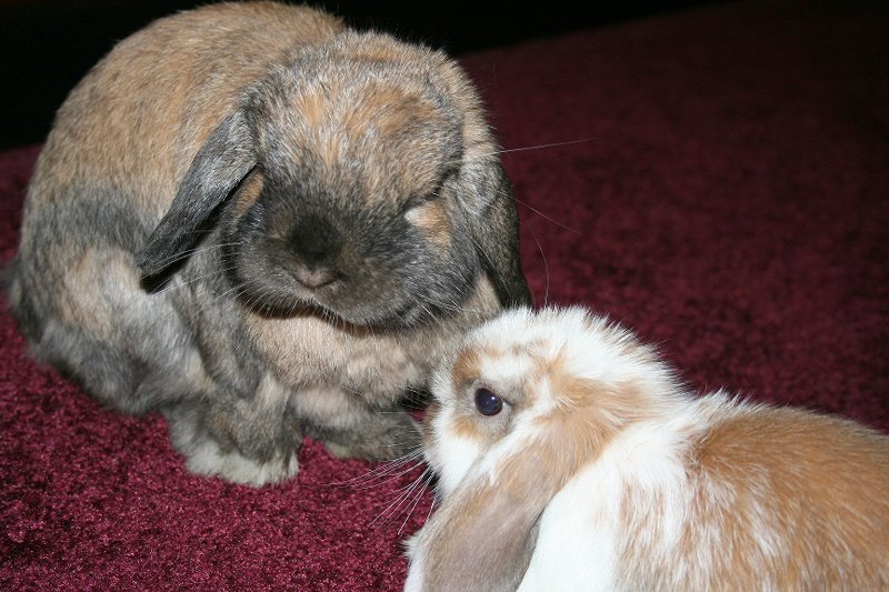 wizard meets the boss