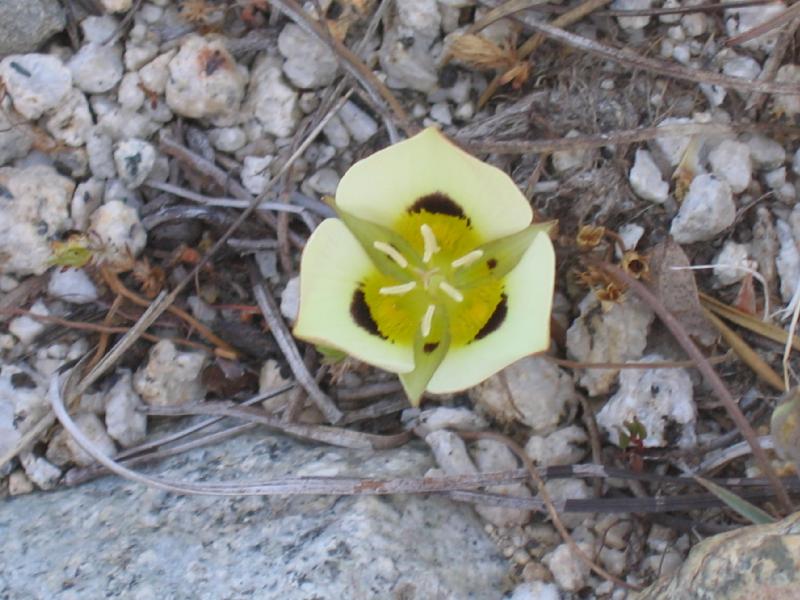 Mariposa Lily