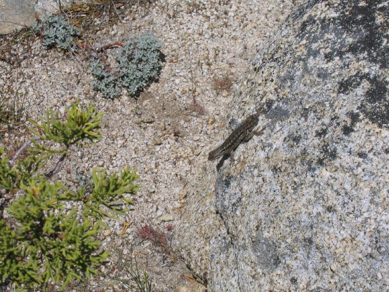 The tailless Lizard :(