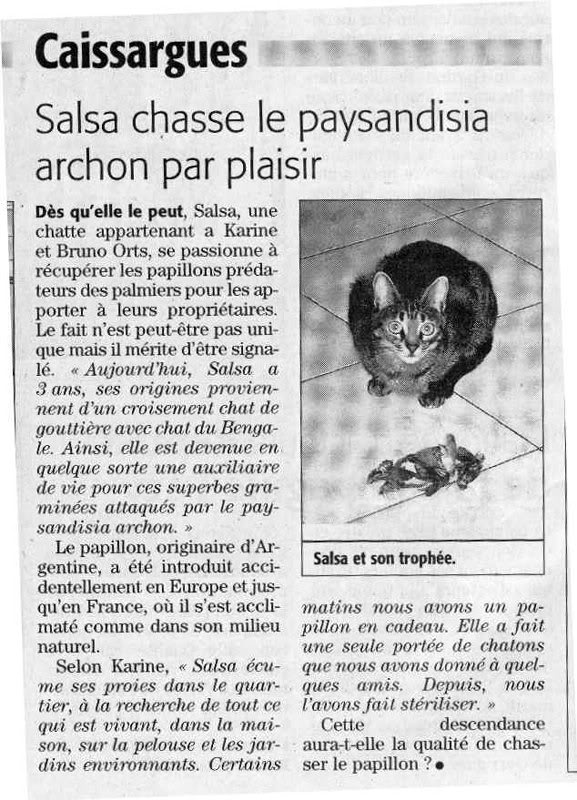 chat - papillon b