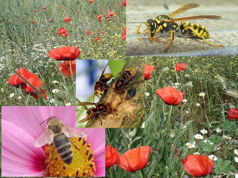 fleurs abeille frelon guepe