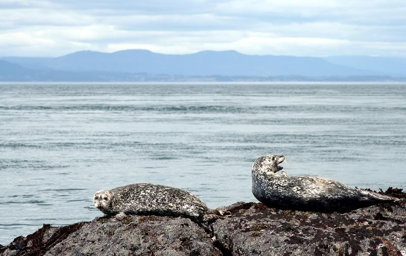 Harbor Seals - San Juan Island, Washington