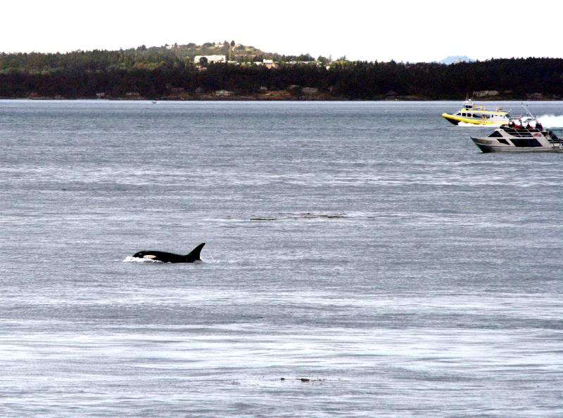 Orca Whale - San Juan Islands, Washington