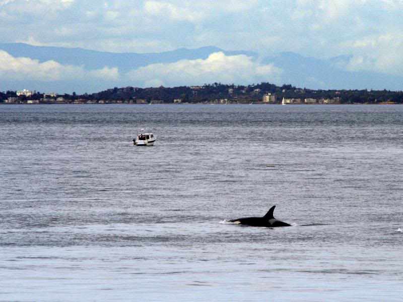 Orca Whale from J Pod - San Juan Islands, Washington