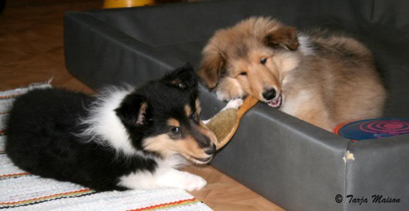 Tytti and brother Teddy