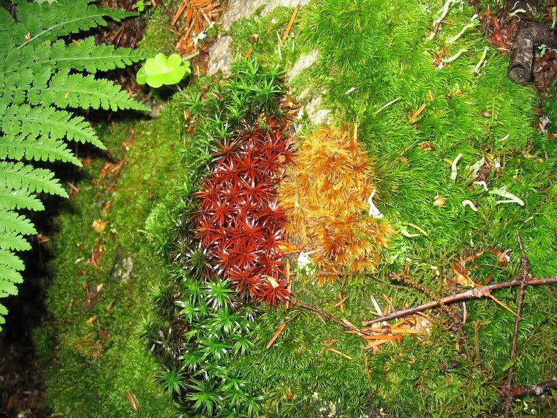 Traffic Light Moss