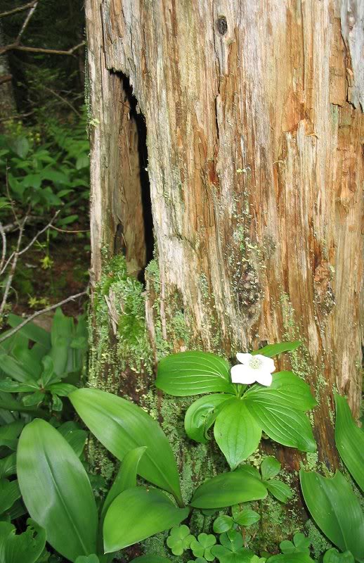 bunchberry (Cornus canadensis)