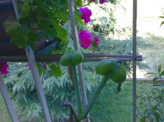 Amarillide incinto_1