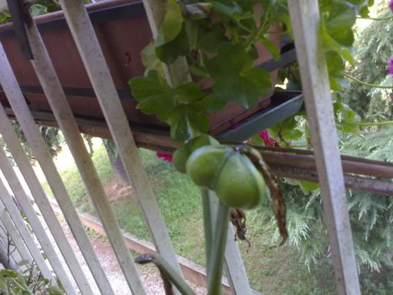 Amarillide incinto_2