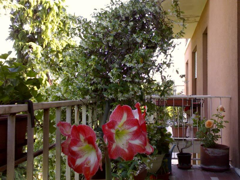 Balcone maggio 07_2