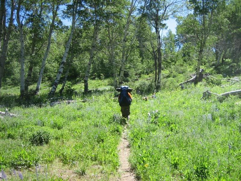 Aspen grove along the way