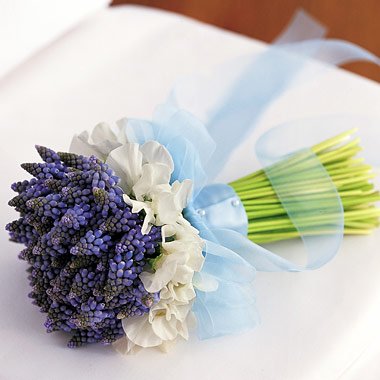 blue hyacinth, sweet pea