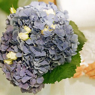 blue hydrangea