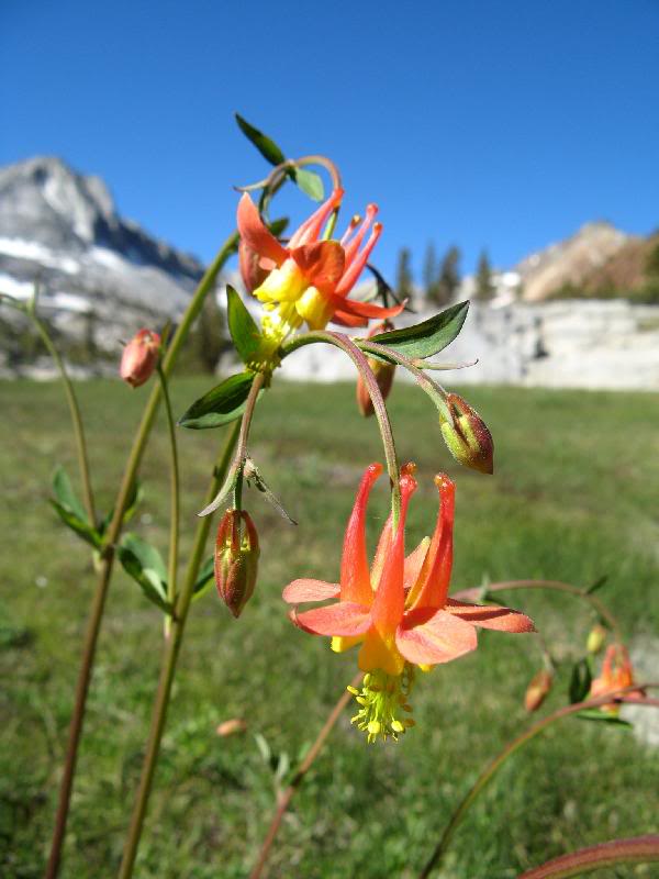 Columbine