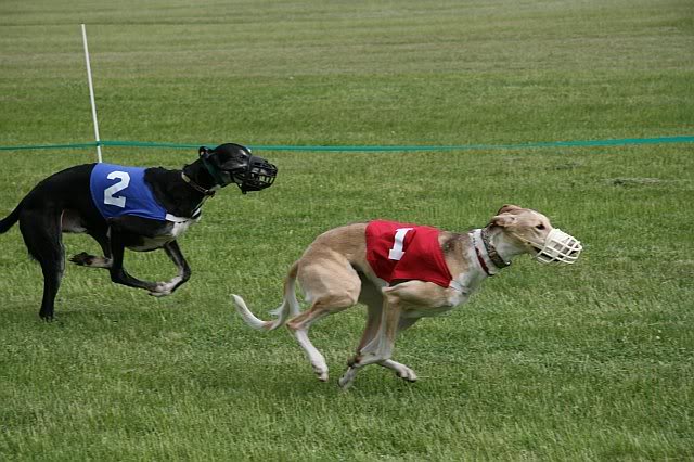 Topaz & Mars at GSSA LGRA race