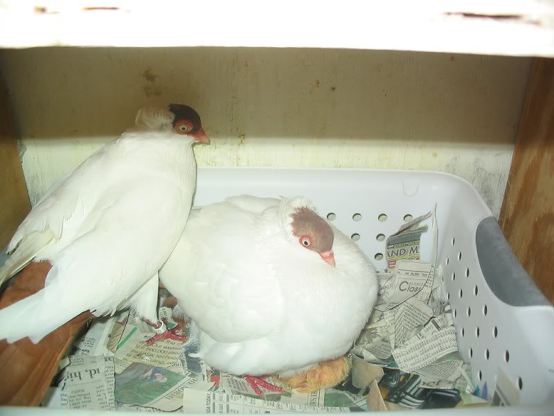 Jasper and Gracie-with baby