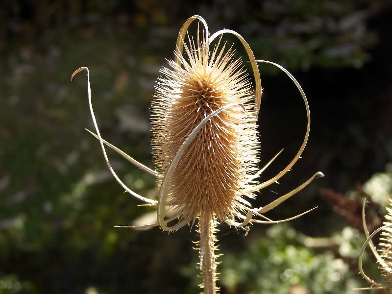 Fall's Fantasy 11/10/08