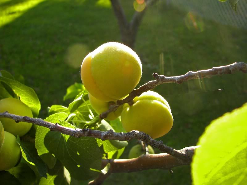 Peaches in the Sun 8/11/08