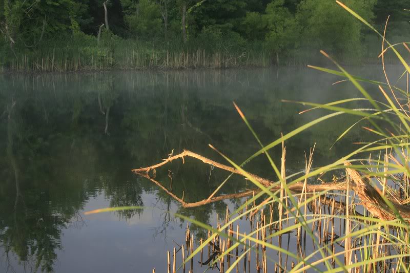Old State Pond Reflections