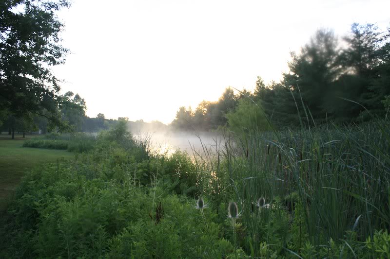 Old State Pond Willows