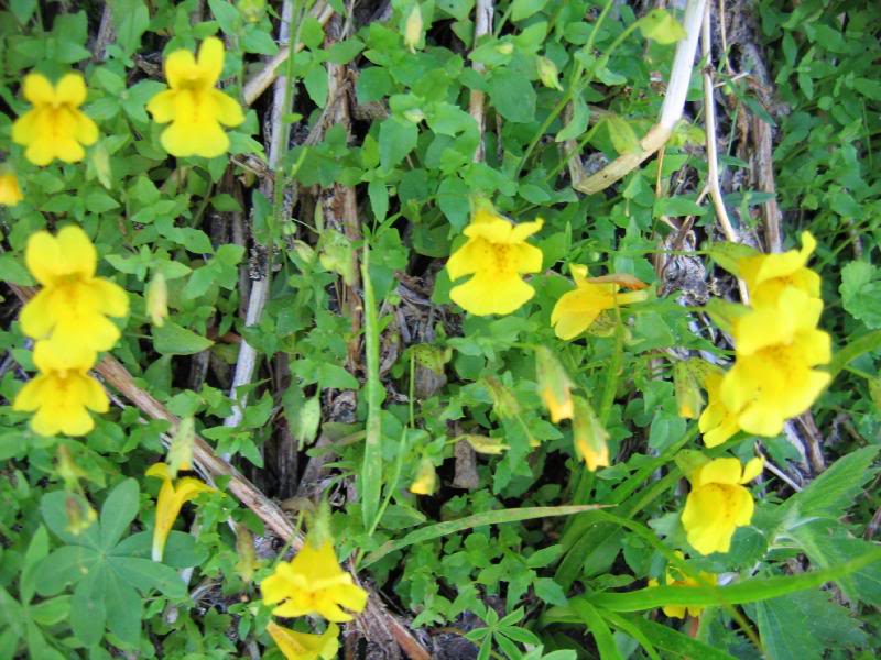 Common Monkeyflower