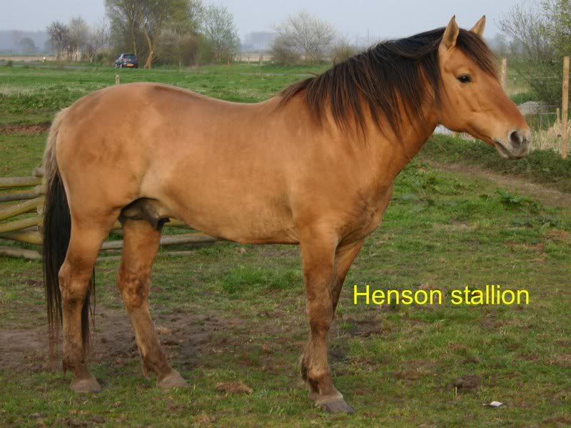 Henson stallion