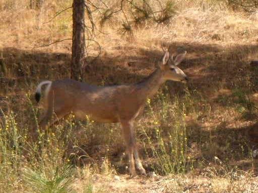 Young Buck in backyard