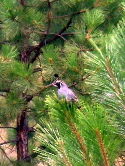 quail in our backyard