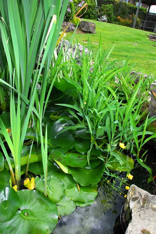 ei_pond_backsid e_weeds