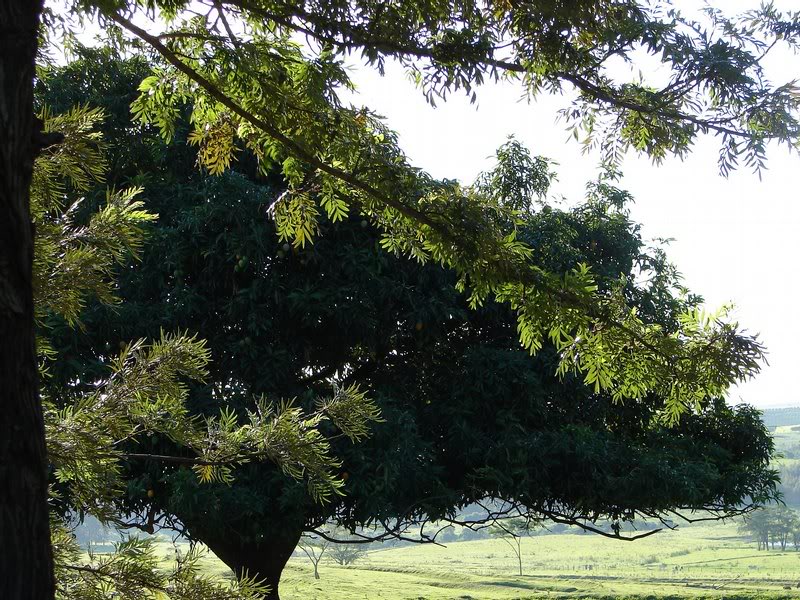 Nature, Brazil, SP, Guarant�