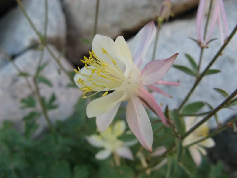 Columbine
