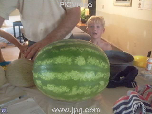 30 lb watermelon