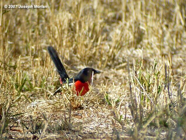 Crimson-breaste d Shrike (Laniarius atrococcineus)