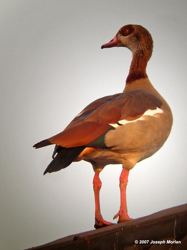 Egyptian Goose (Alopochen aegyptiaca)