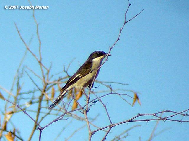 Fiscal Flycatcher (Sigelus silens)