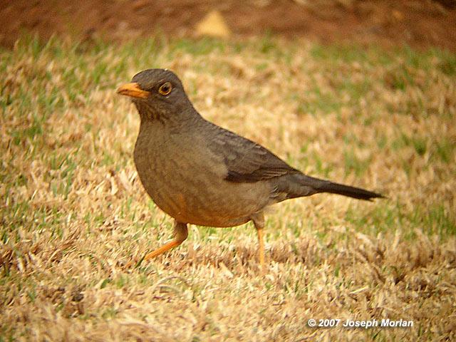 Karoo Thrush (Turdus smithi)