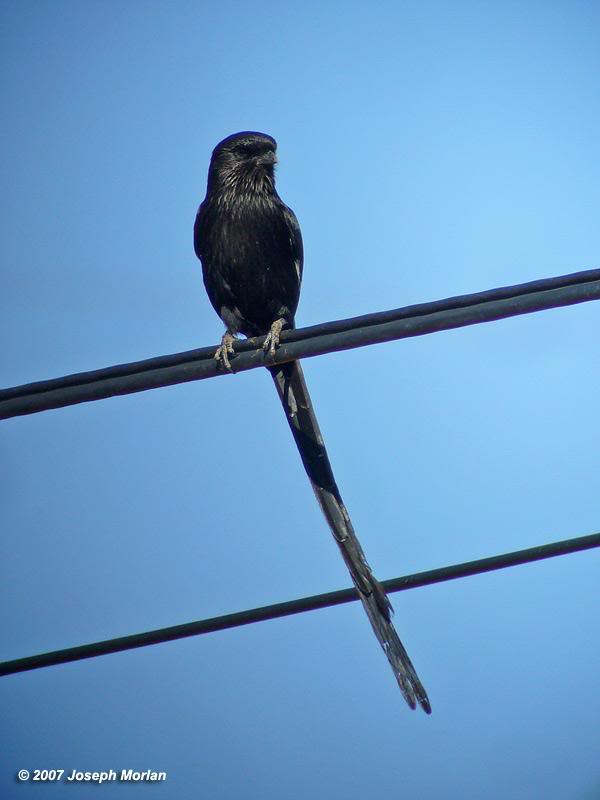 Magpie Shrike (Corvinella melanoleuca melanoleuca)