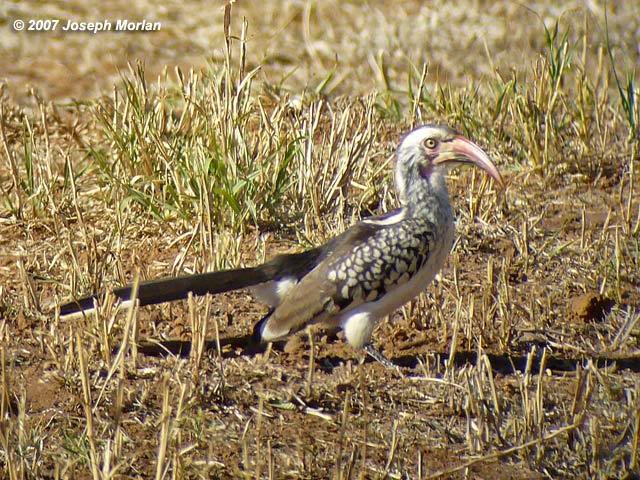 Red-billed Hornbill (Tockus erythrorhynchus rufirostris...
