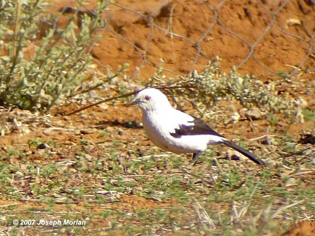 Southern Pied Babbler (Turdoides bicolor)