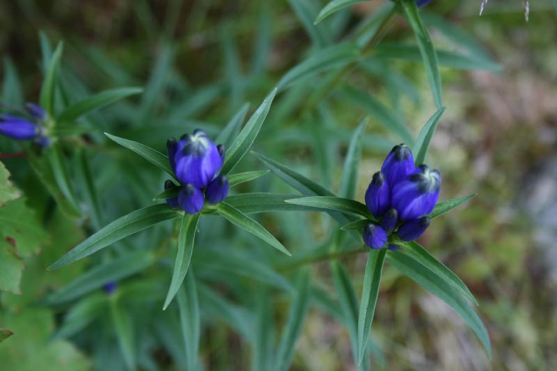 BLUE GENTIANS--I THINK