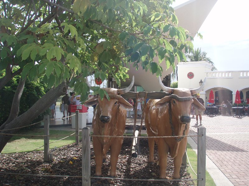 bacardi cows