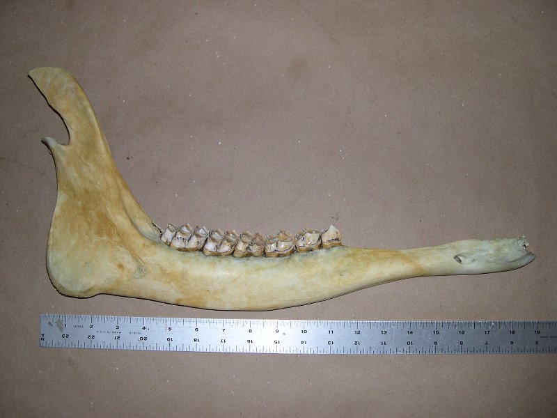 moose jawbone