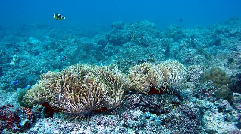 adventurous - dive 22 - aquarium pereybere mauritius 11...