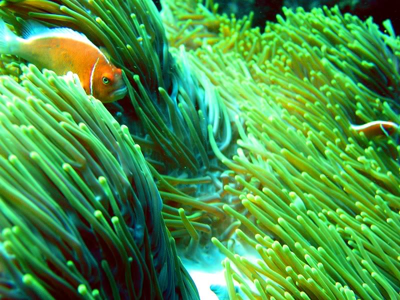 agro (amphiprion sp) - dive 36 - the block north muiron...