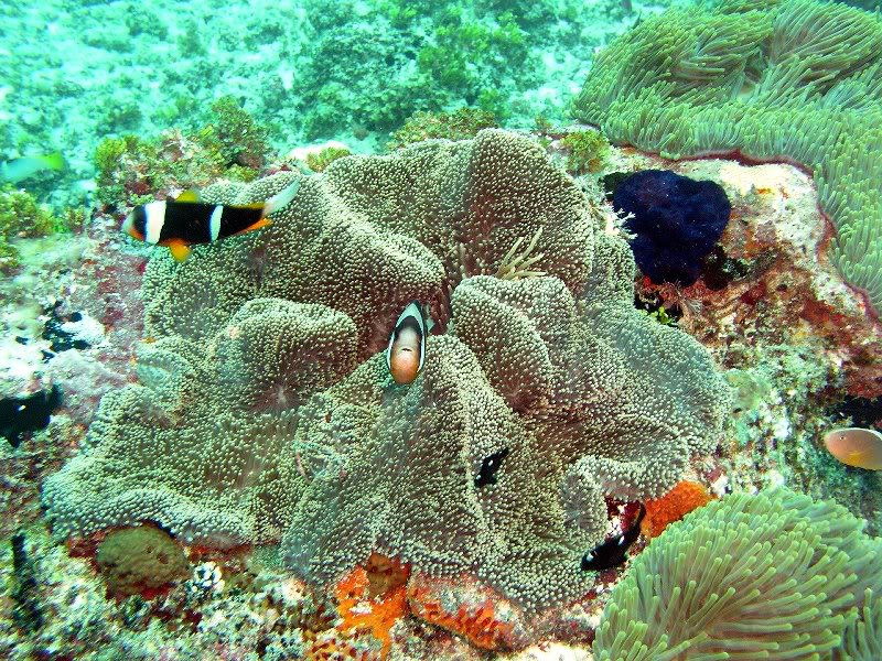 allard's anemonefish (amphriprion allardi), dive 109 bi...