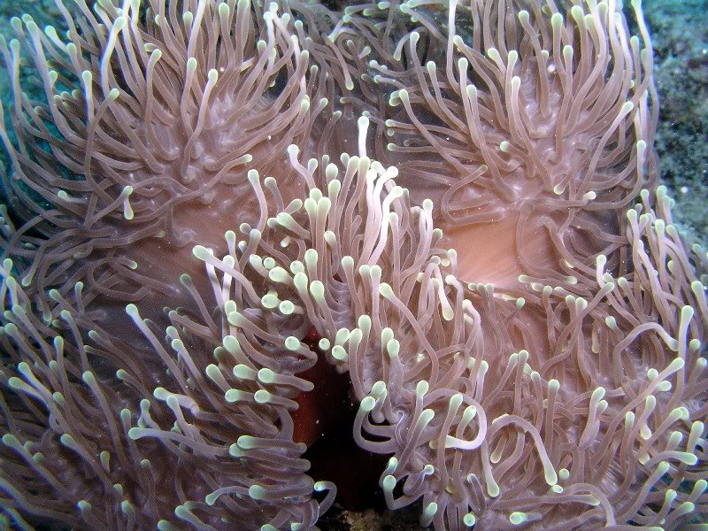 anemone - dive 18 - roche baileen mauritius 7 april 200...