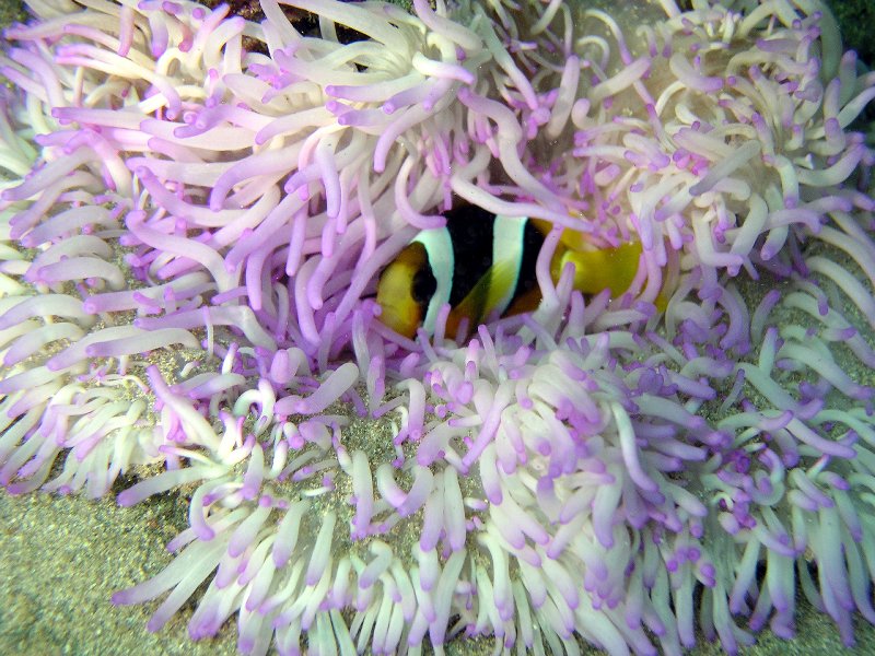 clark clown (amphiprion clarkii) in violet anemone in c...