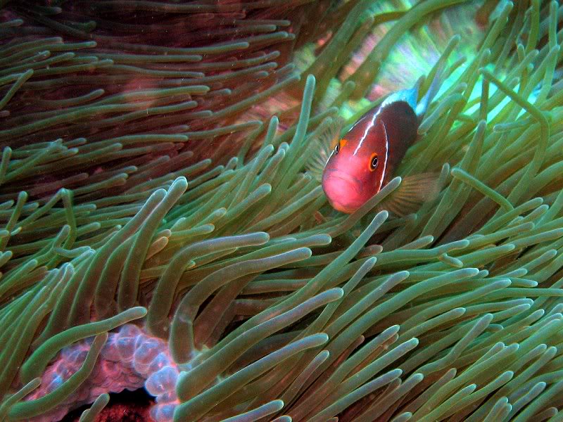 clownfish - dive 37 - fraggle rock north muiron island ...