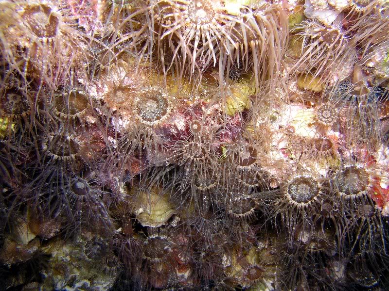 colonial anemonoes, dive 139 belina, hurghada, egpyt 14...