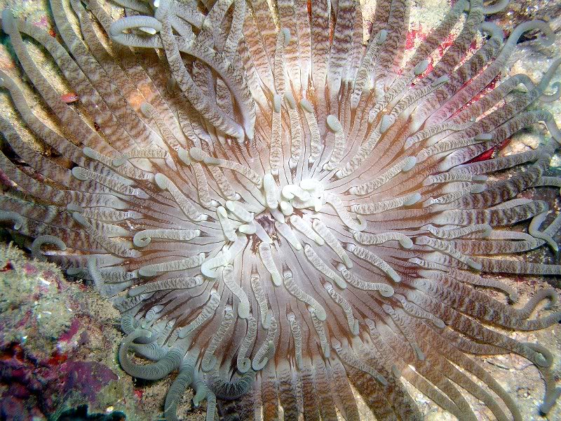 corkscrew anemone on dive 91 ras ero, near arta, gulf o...